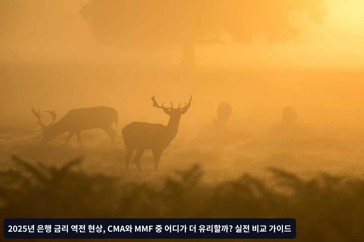 CMA를 선택해야 하는 경우