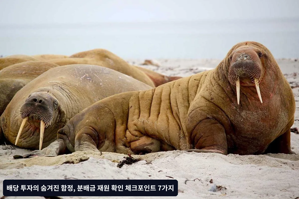 분배금 재원 확인을 위한 7가지 체크포인트