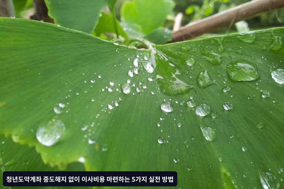청년도약계좌 유지 시 장기적 이점