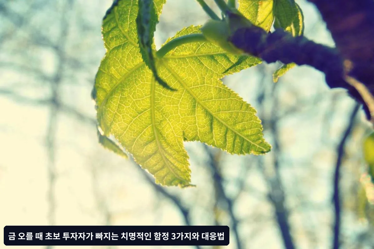 함정 1: 감정적 고점 매수 - "지금 안 사면 더 오를 것 같아"
