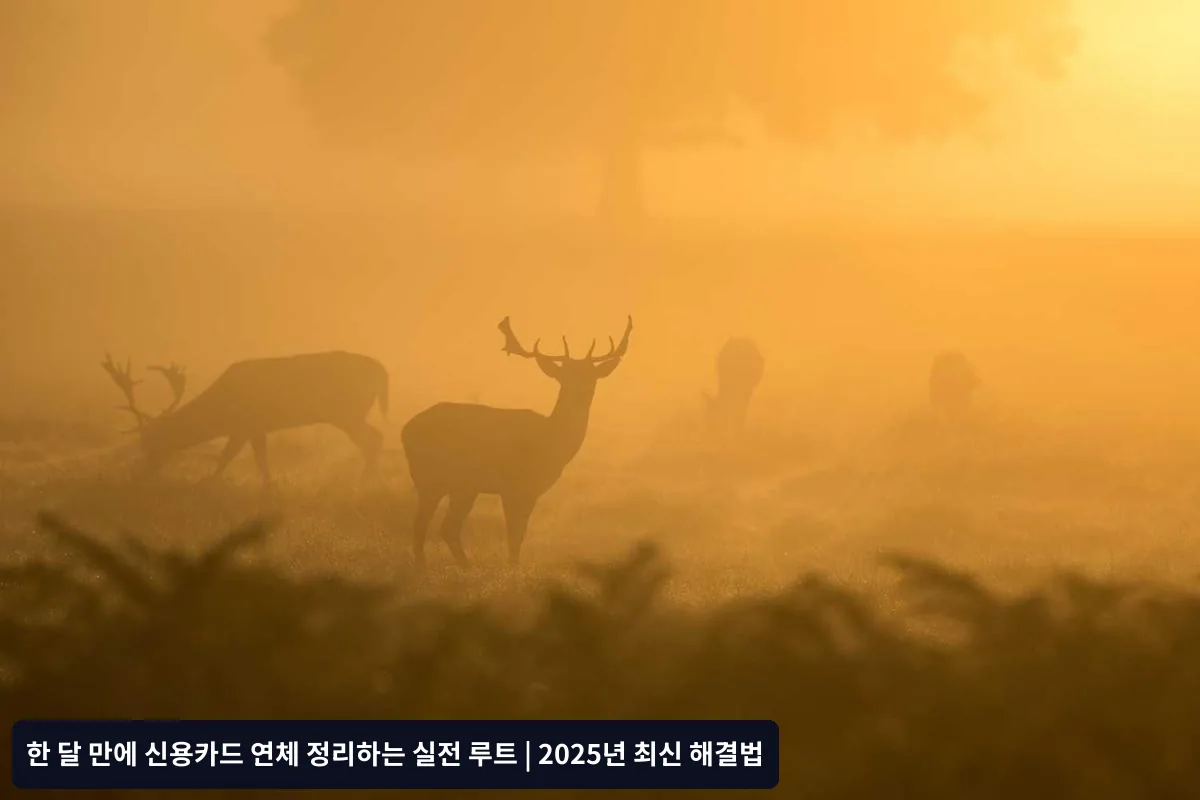 자주 묻는 질문 (FAQ)