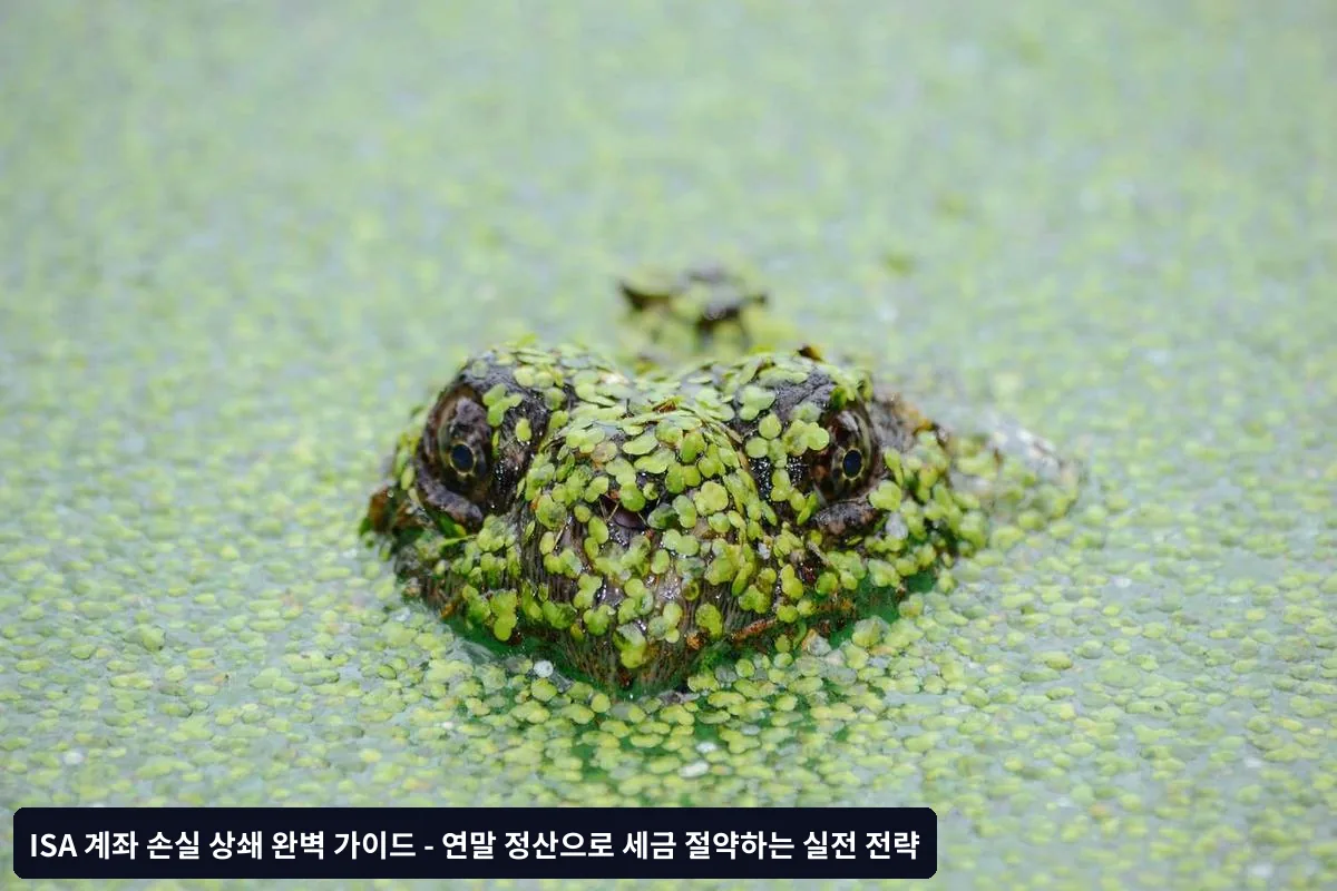 2025년 달라진 ISA 제도 변화