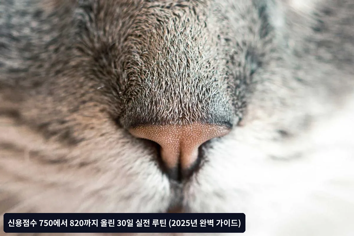 2주차: 신용 이용률 최적화와 결제 패턴 개선